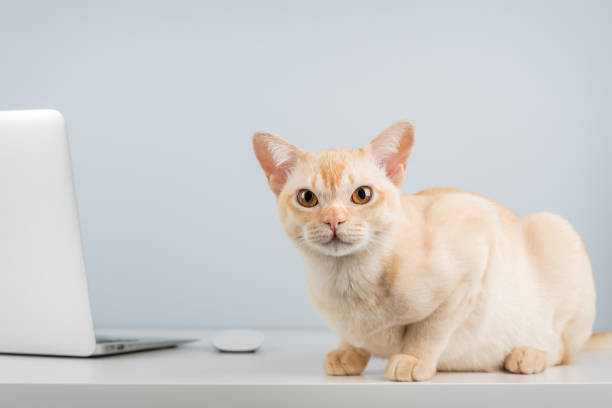 istock Cat works on computer at home or in office. 2204892911