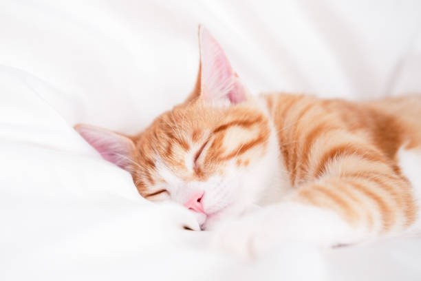istock cute red and white kitten lies on a white blanket 2204893510