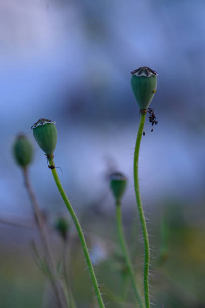 Posterazzi Blue Poppies Blooming