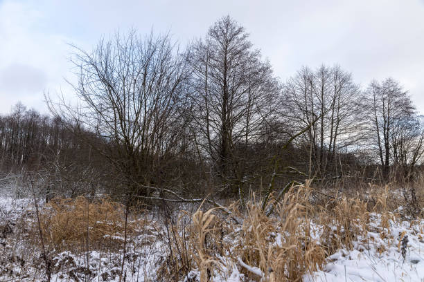 istock trees and yellow grass in winter after snowfall 2204894120