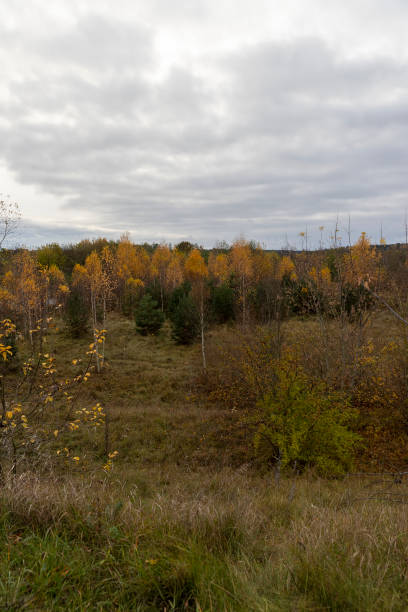 istock hilly area with birch trees and other trees with yellow and orange foliage 2204894162