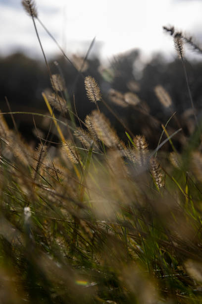 istock grass that changes color in the autumn season in the field 2204894182