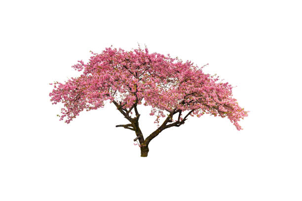 istock Cherry blossoms in full bloom isolated on white background. 2204894306