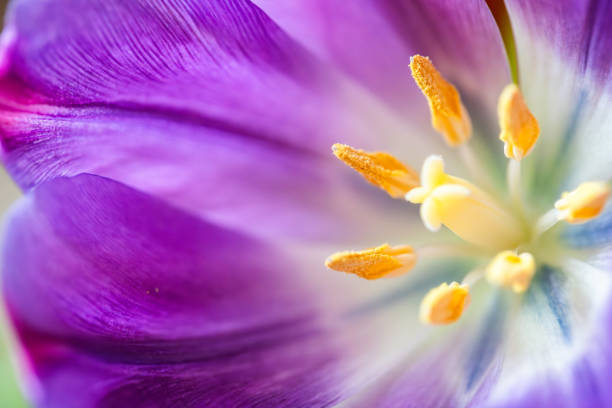 Macro Close-Up of Purple Tulip Flower with Yellow Stamens and White Petal Base Against Soft Blurred Background. stock photo