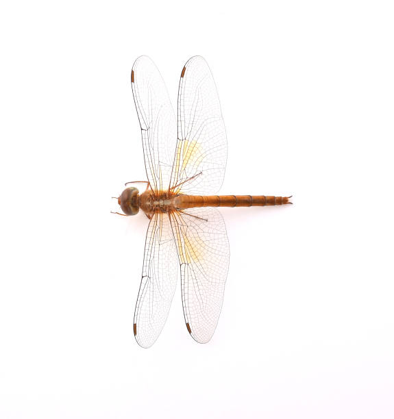 Thai dragonfly, Chlorogomphus, Cordulegaster isolated on white background. Top view