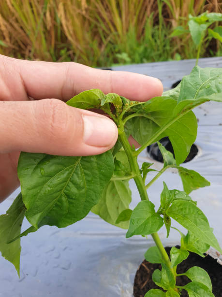 istock chili plant showing possible pest infestation and leaf damage 2204899310