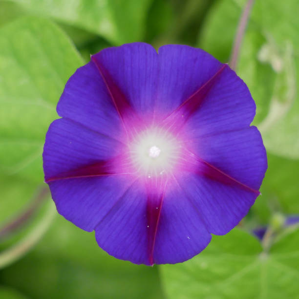 Purple bindweed ipomoea purpurea