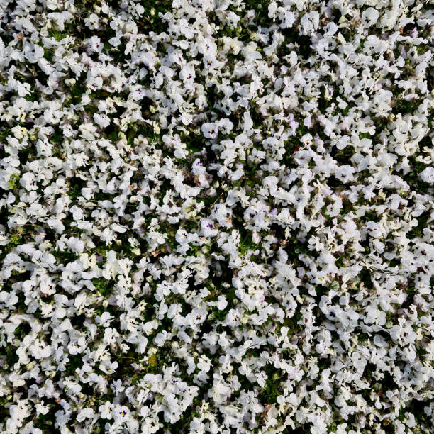 white sea of flowers