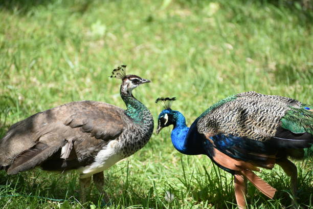 istock In the image, there are two peacocks standing on the grass. One peacock has bright blue plumage on its neck and head, as well as multicolored feathers on its body. The other peacock has duller brown plumage. Both peacocks are looking at each other. 2204902111