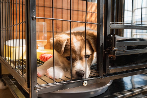 istock Puppy in the iron cage 2204903729