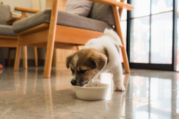 istock Puppy eating from dog bowl 2204903981