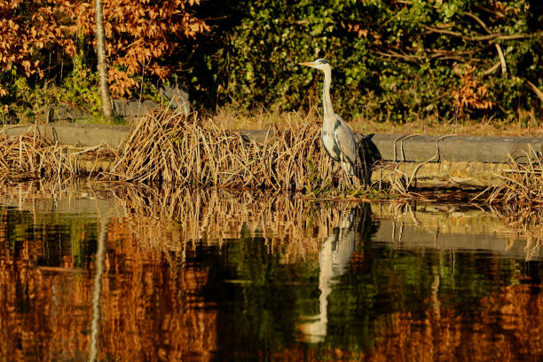 The grey heron is a long-legged wading bird of the heron family, Ardeidae, native throughout temperate Europe and Asia, and also parts of Africa.