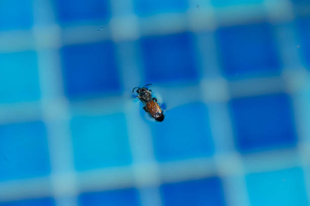istock Tiny insect floats gracefully on vibrant blue tiles in a tranquil water setting during a sunny day 2204906848