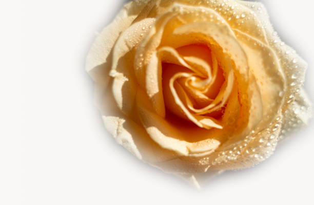 A single yellow tea rose continues to bloom in late October in a Cape Cod garden.