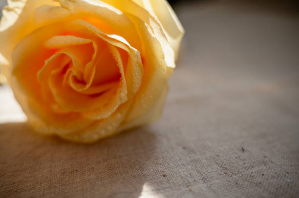 Close up of a flower bouquet featuring a yellow rose