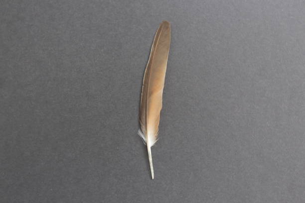 istock bird feather with black paper background 2204907168