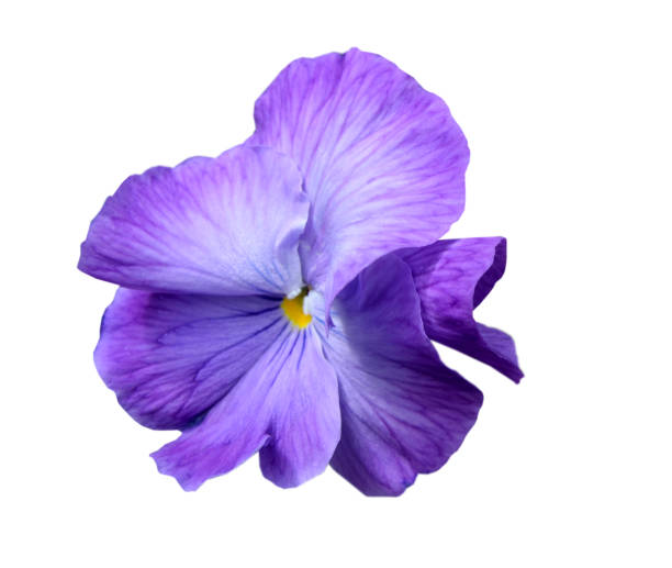 istock A colorful pansy flower 2204908093