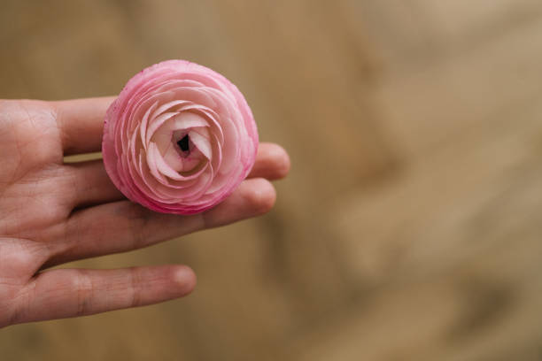 Hand holding a pink ranunculus flower