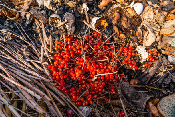 Red viburnum on a compost heap close-up.