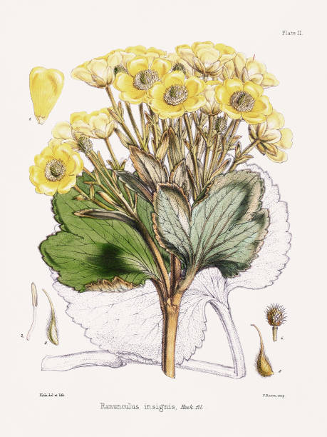 Antique botanical illustration from an Antarctic expedition book. Circa 1844. Detailed vintage plant artwork from historical voyages.