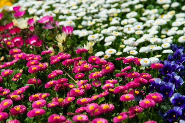 spring landscape