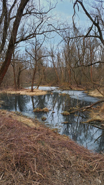 istock Landscape view of a floodplain forest with a pond in early spring. 2204913214