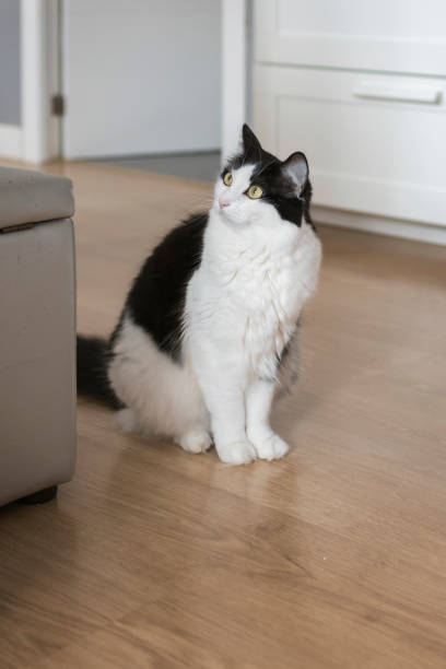 istock Portrait of a black and white cat 2204914072