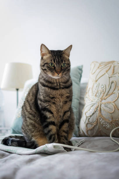 istock Portrait of a tabby cat 2204914081