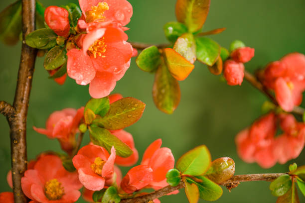 A close-up of vibrant coral-red quince blossoms covered in dewdrops, blooming on a branch with fresh green leaves. The soft-focus background enhances the delicate beauty of the flowers, symbolizing spring, renewal, and nature’s elegance. This botanical image is ideal for floral, gardening, and seasonal themes.