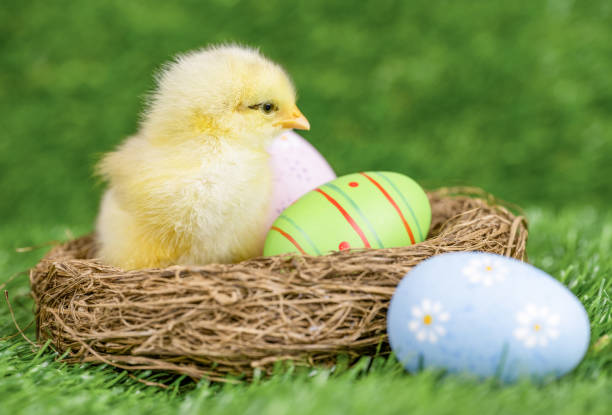A fluffy yellow baby chick sitting in a nest with brightly colored Easter eggs, set against a vibrant green grass background. The scene represents themes of Easter, spring, new beginnings, and childhood wonder. The festive and cheerful composition makes it ideal for seasonal celebrations, holiday decorations, and nature-related concepts.