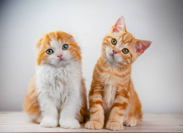 istock Adorable Ginger Kittens Sitting Together with Curious Expressions 2204915656