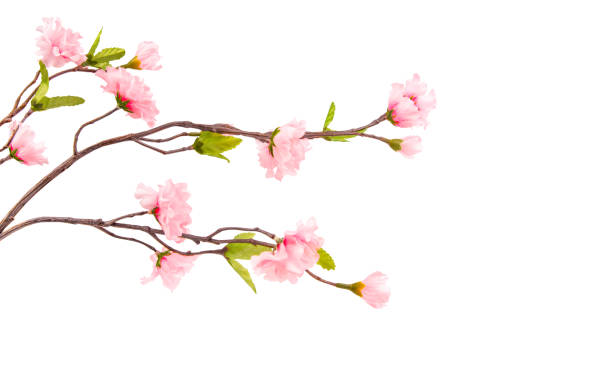 istock Cherry Blossom Branch Isolated on White Background 2204916079