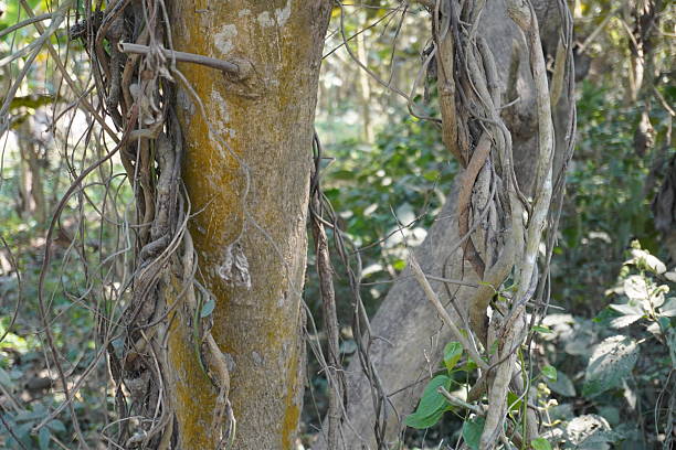 A tree trunk heavily entwined with vines, likely in a forest or natural setting against a blurry greenery background