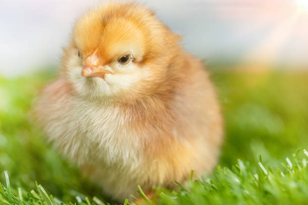 A close-up of a fluffy brown baby chick standing on fresh green grass, illuminated by soft natural light. The image conveys themes of nature, new life, spring, and innocence. The warm tones and gentle lighting create a peaceful and charming atmosphere, making it ideal for concepts related to farming, Easter, and childhood.