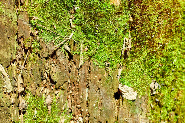 A vibrant growth of moss and lichen adorns an old tree trunk, soaking in sunlight amidst the rich greenery of a forest in late spring. Nature's textures and colors create a beautiful display.