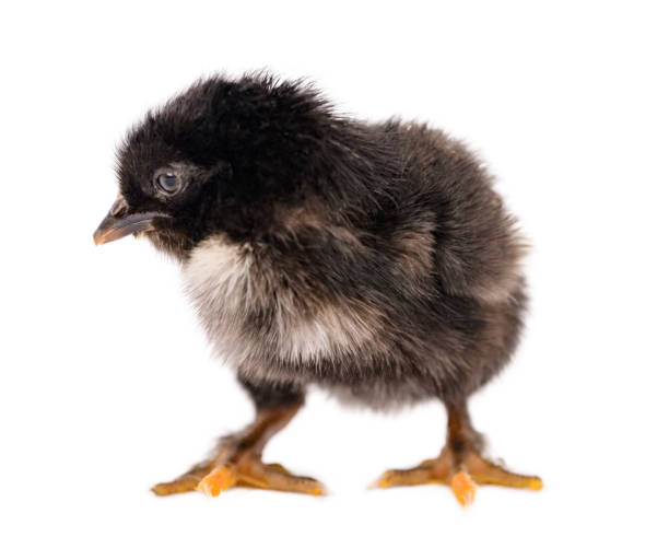 istock Black and White Baby Chick on White Background 2204916512
