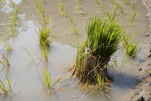 istock The bundle of rice seedlings in a paddy field, ready for transplanting 2204916513