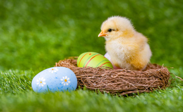 istock Baby Chick in a Nest with Colorful Easter Eggs 2204916556