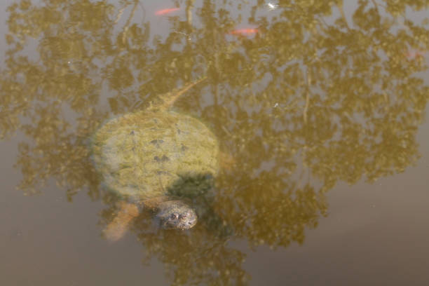 Snapping turtle swimming in murky pond water with just its head and shell visible above the surface