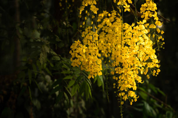 golden shower tree blooming in the summer over a dark background with copy space. 2025 vishu festival,