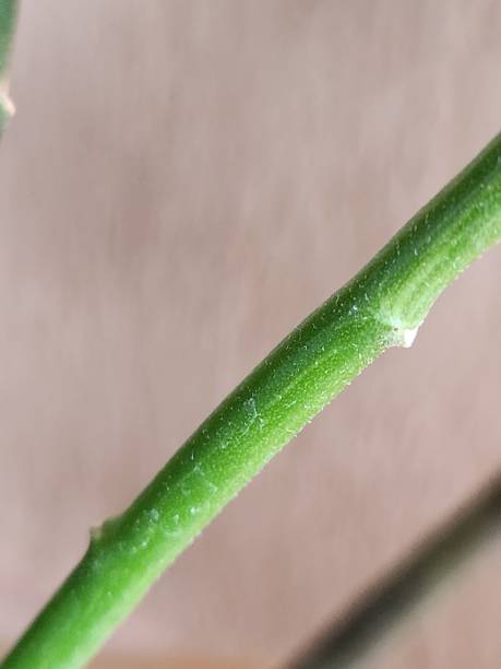 The stem of Pedilanthus tithymaloides is a fascinating structure that combines flexibility and resilience, supporting the plant while storing water for dry periods. It has a distinctive shape, with jointed segments and a slight zigzag pattern, a hallmark characteristic of the species. This irregular appearance gives rise to its common name, el tallo de pedilanthus tithymaloides es suculento, articulado y crece en zigzag. su estructura permite el almacenamiento de agua, una adaptación a la sequía. la coloración varía de verde a rojizo, dependiendo de la exposición a la luz solar.