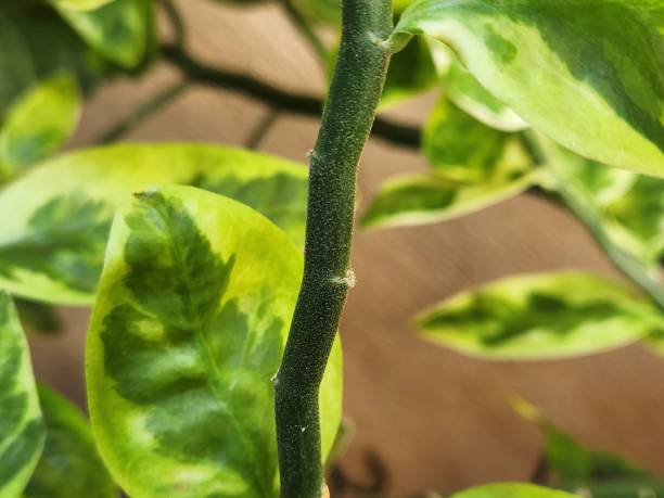 The stem of Pedilanthus tithymaloides is a fascinating structure that combines flexibility and resilience, supporting the plant while storing water for dry periods. It has a distinctive shape, with jointed segments and a slight zigzag pattern, a hallmark characteristic of the species. This irregular appearance gives rise to its common name, el tallo de pedilanthus tithymaloides tiene un patrón de crecimiento peculiar con ángulos alternos. su estructura permite la retención de humedad, por lo que es resistente a la sequía. además, puede exudar látex cuando se corta o se daña.