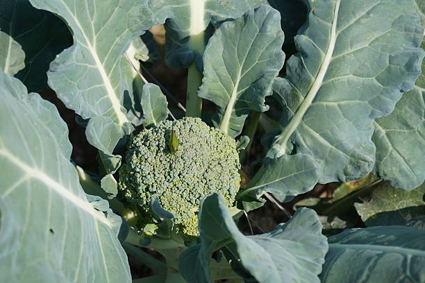 istock An aphid is resting on the brocolli, a leafy vegetable 2204917971