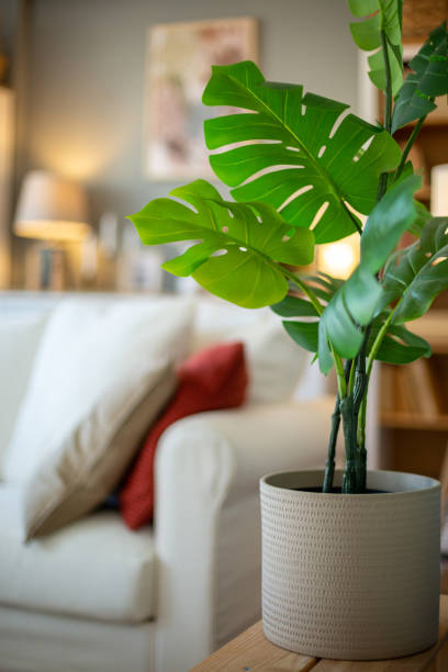 istock What does feng shui say about artificial plants at home? 2204919083