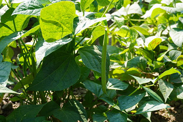 istock A green bean on its plant with its green leaves 2204919099