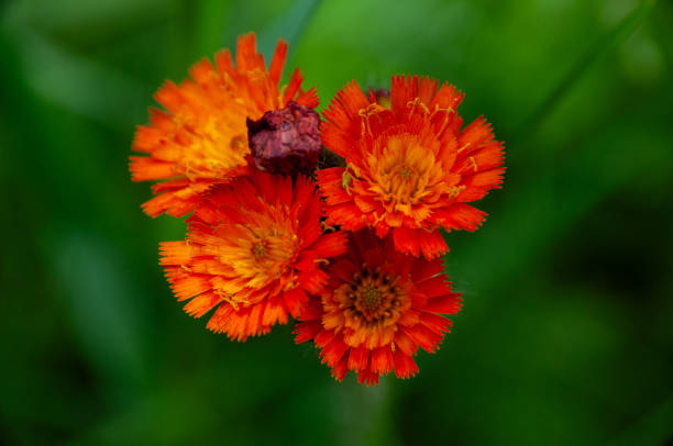 A close-up view of a aphid on bright red Fox and Cubs wildflowers set against a natural green background, showcasing the beauty of nature and the importance of insects in ecosystems.