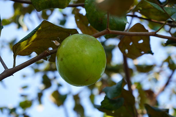 istock A green jujube in close up with a blurry greenery background 2204919147