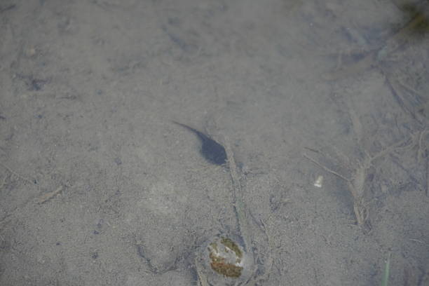 Frogspawn of Italian Agile Frog (Rana latastei)