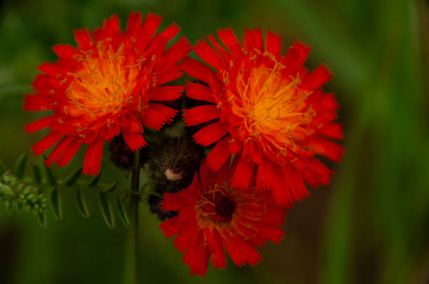 A close-up view of bright red Fox and Cubs wildflowers set against a natural green background, showcasing the beauty of nature in our ecosystems.