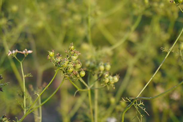 The green corianders on its stalk in close up with a blurry greenery background